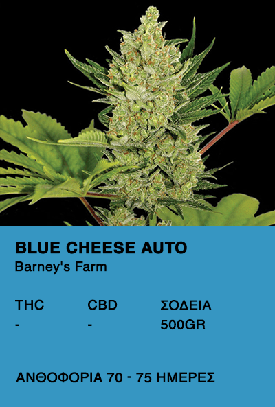 Blue Cheese Auto - Barney's Farm