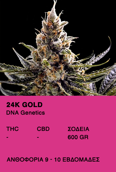 24K GOLD - DNA Genetics