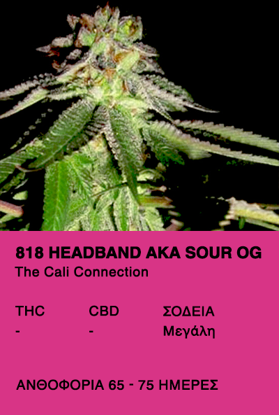 818 Headband aka Sour OG - The cali Connection