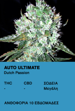 Auto Ultimate - Dutch Passion
