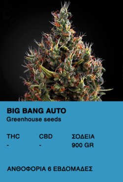Big Bang Auto - Greenhouse seeds