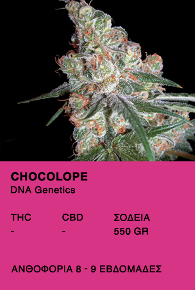 Chocolope - DNA Genetics