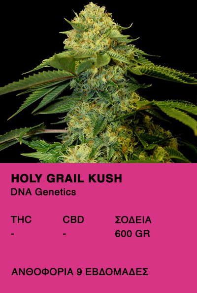 Holy Grail Kush - DNA Genetics