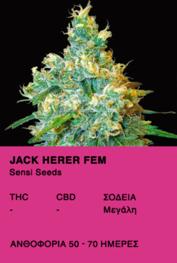 Jack Herer Fem - Sensi Seeds
