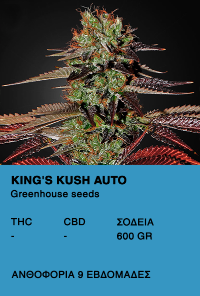 King's Kush Auto - Greenhouse seeds