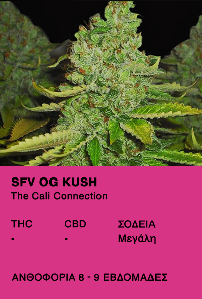 SFV OG KUSH - The Cali Connection