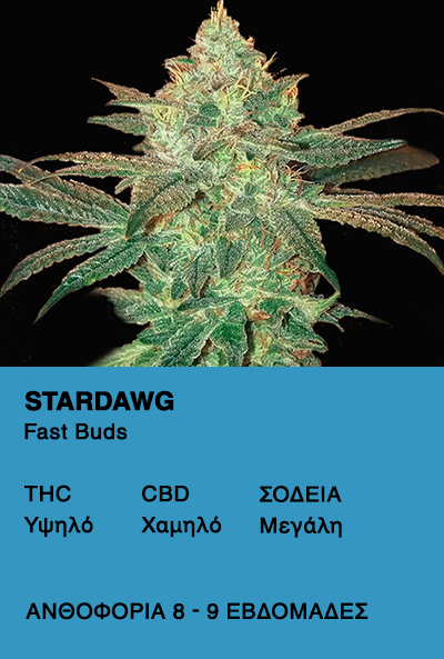 Stardawg - Fast Buds