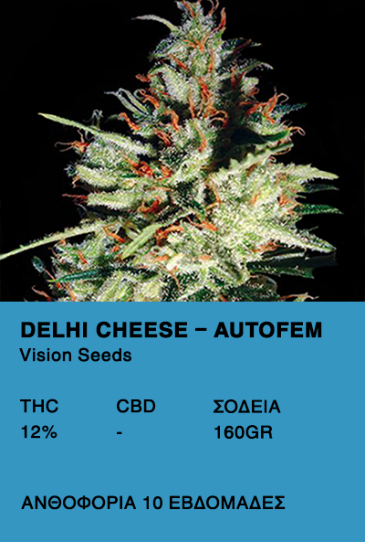 Delhi Cheese AutoFem-Vision Seeds