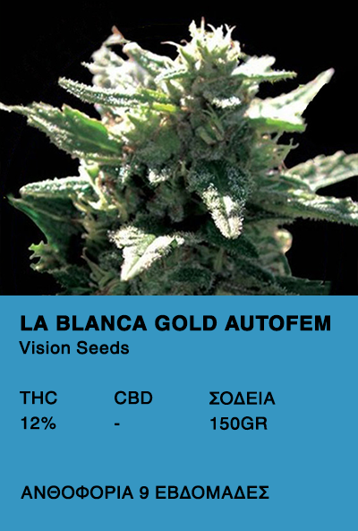La Blanca Gold AutoFem-Vision Seeds
