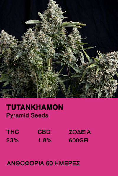 Tutankhamon-Pyrmamid Seeds