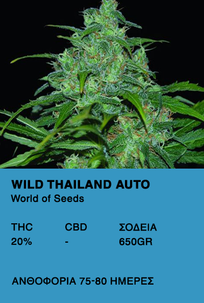 Wild Thailand Auto-World of seeds