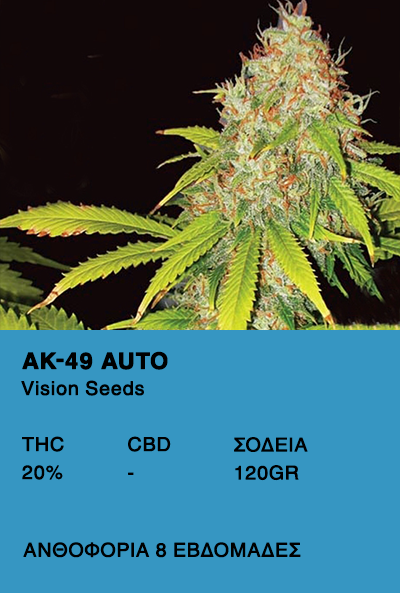 AK 49-Vision Seeds