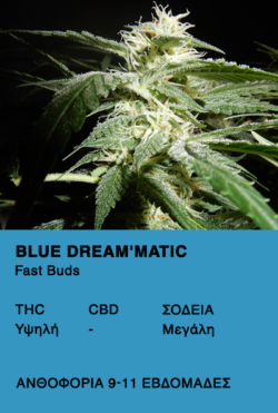 Blue Dream'matic 3 + 2 Σπόροι δώρο-Fast Buds
