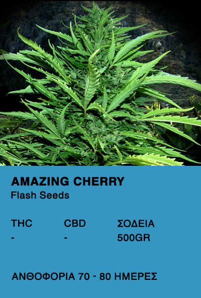 Amazing Cherry Auto - Flash Seeds