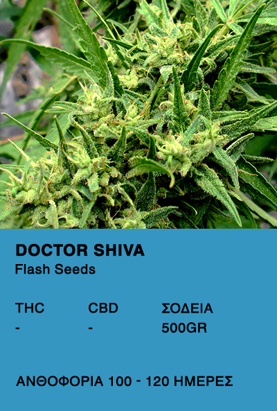 DoctorDoctor Shiva Super Auto-Flash Seeds Shiva Super Auto
