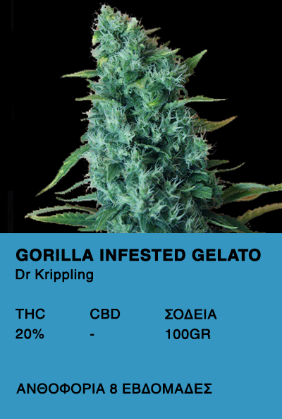 Gorilla infested gelato-Dr.Kippling