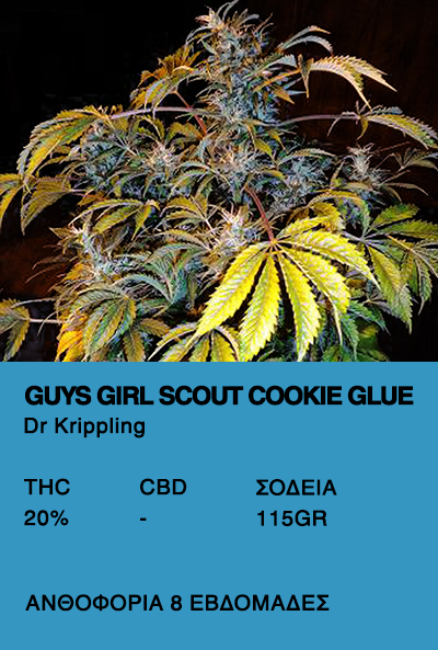 Guys Girl Scout Cookie Glue-Dr. Krippling