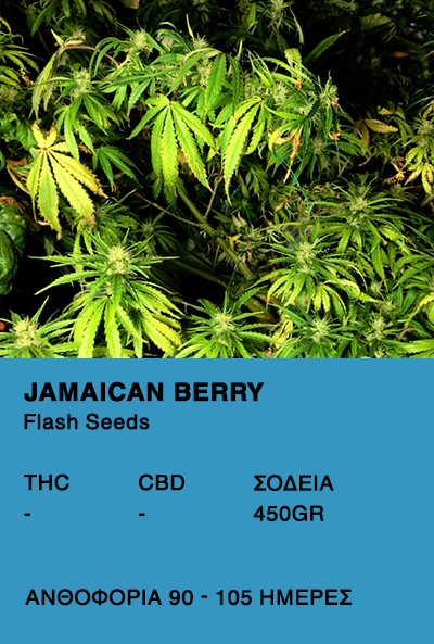 Jamaican Berry Super Auto-Flash Seeds