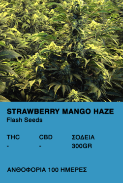 Strawberry Mango Haze Super Auto-Flash seeds