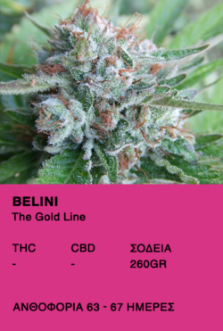 Belini-The Gold Line