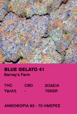 Blue Gelato 41-Barney's Farm