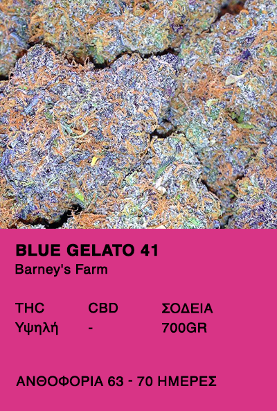 Blue Gelato 41-Barney's Farm