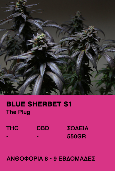 Blue Sherbet S1-The Plug