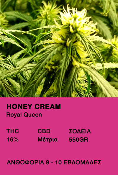 Honey Cream-Royal Queen