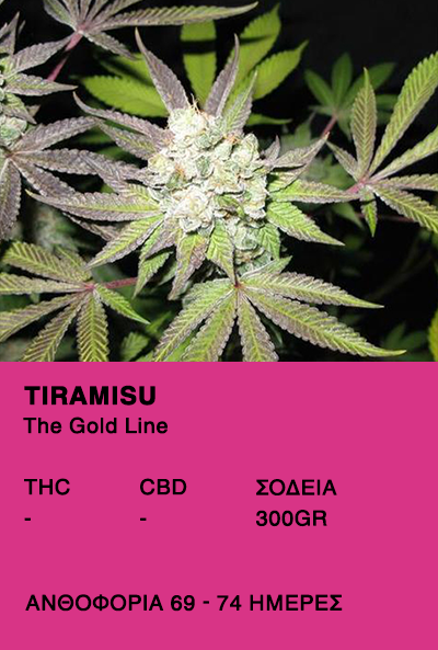 Tiramisu-The Gold Line