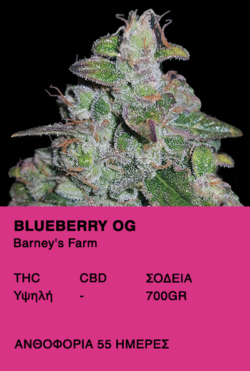 Blueberry OG-Barney's Farm