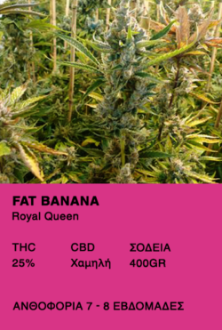 Fat Banana-Royal Queen