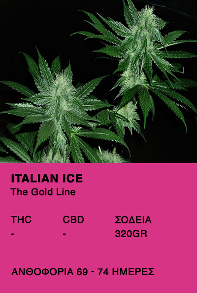 Italian Ice-The Gold Line