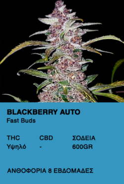 blackberry auto fast buds
