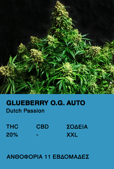 Glueberry O.G. Auto - Dutch Passion