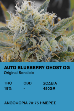 Auto Blueberry Ghost OG