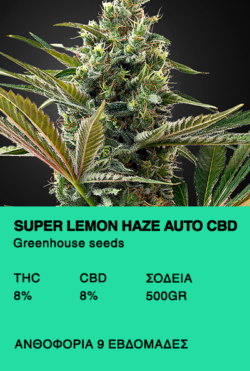 Super Lemon Haze Auto CBD