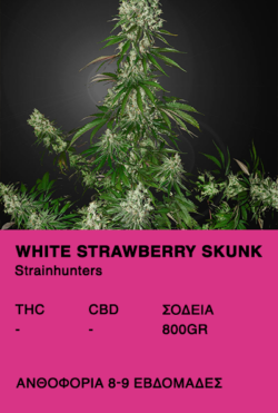 White Strawberry Skunk Erdbeer