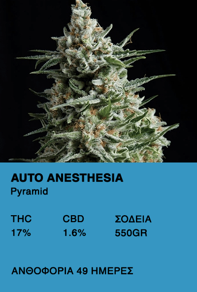 Auto Anesthesia - Pyramid