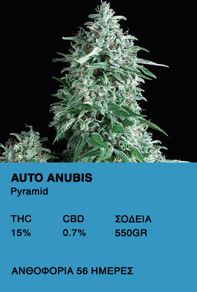 Auto anubis- Pyramid
