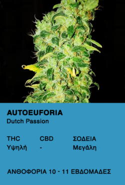 Auto Euforia - Dutch Passion