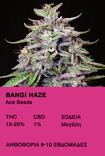 Bangi Haze - Ace seeds