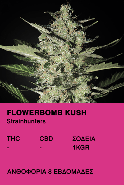 Flowerbomb Kush-Strainhunters