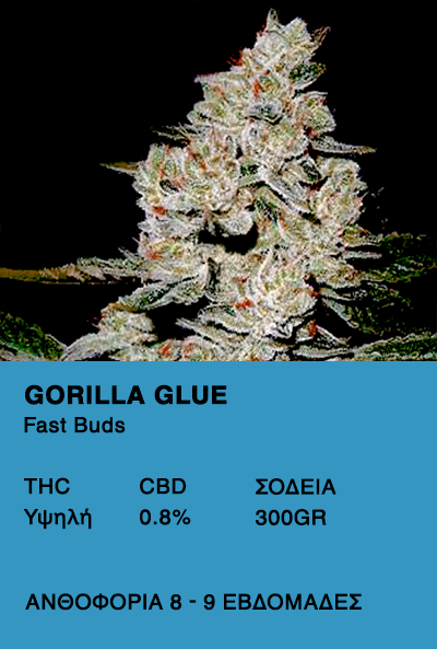 Gorilla Glue Auto - Fast Buds