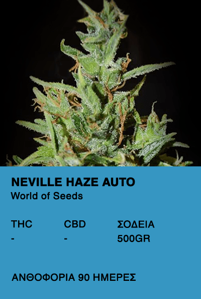 Neville Haze Auto-World of seeds