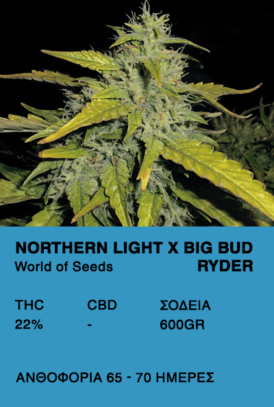 Northern Lights X Big Bud Ryder - World of Seeds