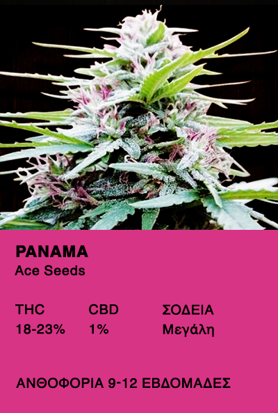 Panama - Ace Seeds