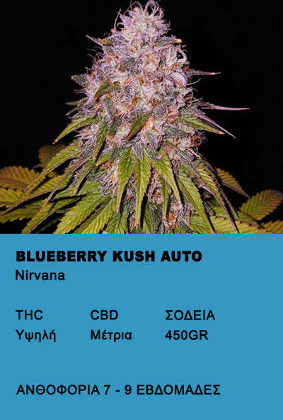 Blueberry Kush Auto- ιδανικό για αρχάριους καλλιεργητές