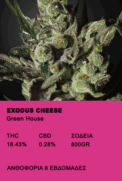 exodus cheese