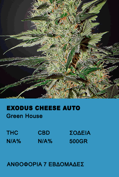 Exodus Cheese auto