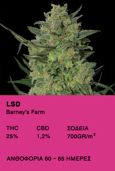 LSD - Barney's Farm